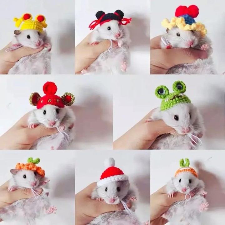 Haustier Hamster Wellensittich Nymphensittich Pfingstrose Papagei Vogel Hut Wolle Häkeln Gestrickte Papagei Hut Kleine Tiere
