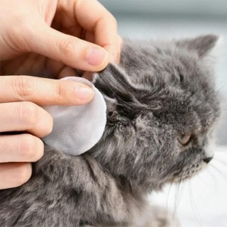 Feuchttücher Katzenstreu für Katzen Haustier Entfernen Tränenflecken Zubehör Haustiere Hund Petkit Ohr Reinigung Ohrenschmalz