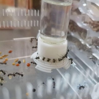 Ameisenfarm, Wasserfütterungsbereich, Wasserschale für Ameisen, Ameisenhaufen, Ameisennest, Wasserzufuhr mit großer Kapazität