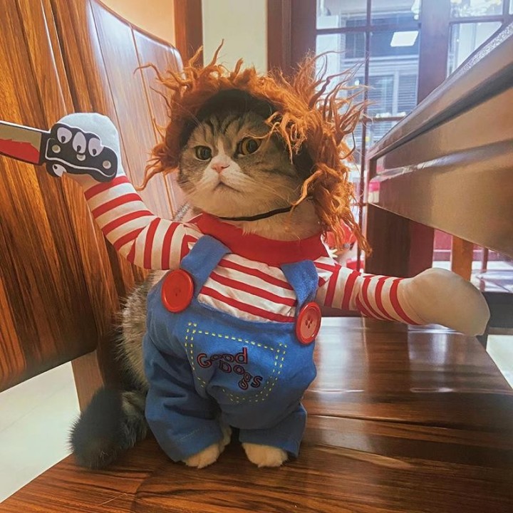 Lustiges Katzen-Cosplay-Kostüm für kleine und mittelgroße Hunde und Katzen, Halloween-Party, Neuheit, Welpen-/Kätzchen-Anzieh