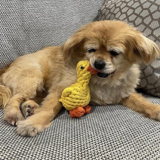 Lustiges Haustierspielzeug, Entenform, Cord, Kauspielzeug für Hunde, Plüschknochen, Molaren, Hundespielzeug, Haustiertraining