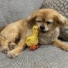Lustiges Haustierspielzeug, Entenform, Cord, Kauspielzeug für Hunde, Plüschknochen, Molaren, Hundespielzeug, Haustiertraining