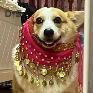 Bauchtanz-Kostüm für Hunde, Corgi-Hund, Taillenkette, Po-Vorhang, Kleidung mit Pailletten, sexy Welpe, schüttelnder Hüftschal