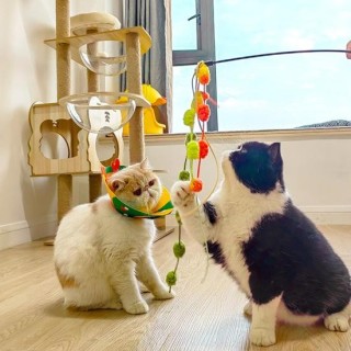 Crisp Bell Katzenspielzeug, Katzenangel, fusselfrei, kreatives Unterhaltungsspielzeug orange