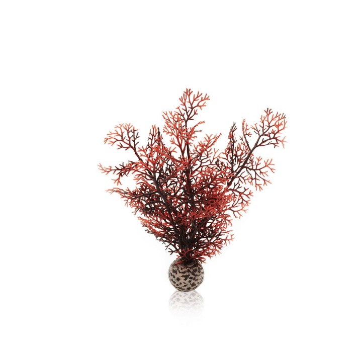 biOrb Hornkoralle dunkelrot S