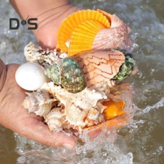 1 Beutel natürliche Muscheln, gemischte Meeresmuscheln, Seesterne, Conch, Muscheln in verschiedenen Größen, Muschelset zum Se