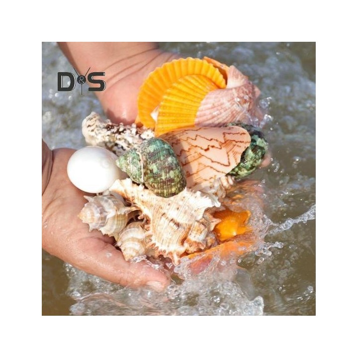1 Beutel natürliche Muscheln, gemischte Meeresmuscheln, Seesterne, Conch, Muscheln in verschiedenen Größen, Muschelset zum Se