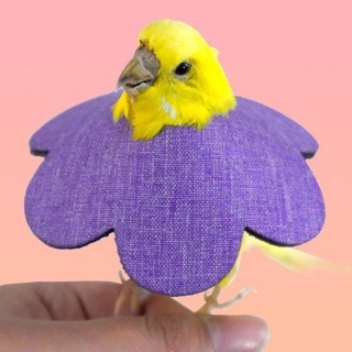 Weiche Vogelhalsbänder, atmungsaktiv, zum Zupfen, Anti-Biss-Schutz, für Nymphensittiche, Papageien, Vögel, elisabethanisches