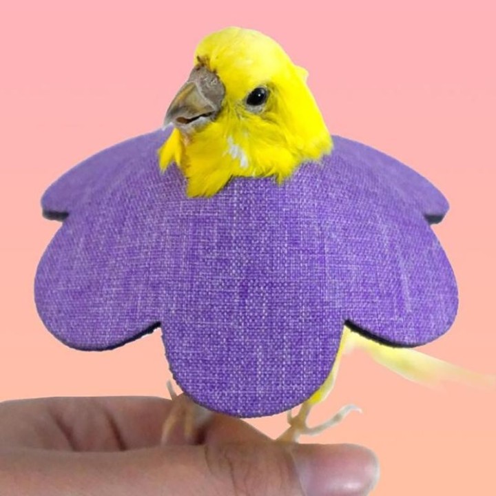 Weiche Vogelhalsbänder, atmungsaktiv, zum Zupfen, Anti-Biss-Schutz, für Nymphensittiche, Papageien, Vögel, elisabethanisches