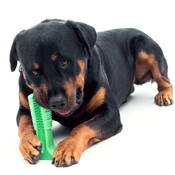 Pet Molars Zahnbürste für Hunde S grün