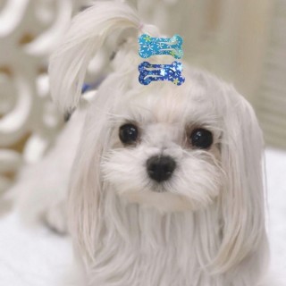 Langlebige tragbare Knochenform Mini süße Haustier Kopfbedeckung Tierhaar-Accessoires Hund Haarnadel Haarspange