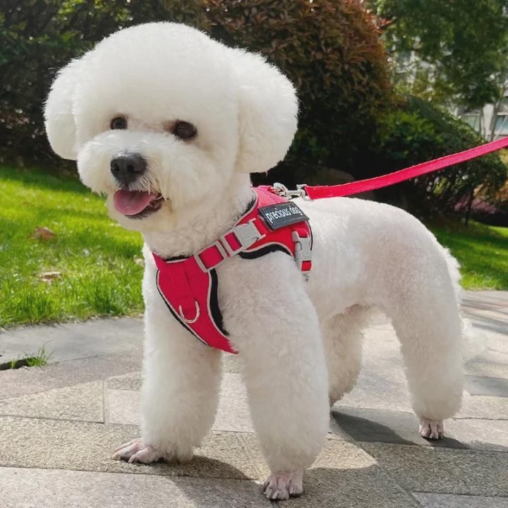 Reflektierendes Anti-Verlust-Hundegeschirr- und Leinen-Set für kleine Haustiere S