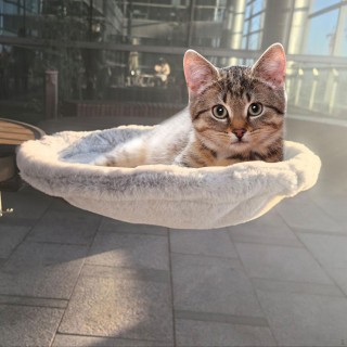 Katze Schreibtisch Bett Barsch Waschbar Einfache Installation Regal Hängematte für Home graue