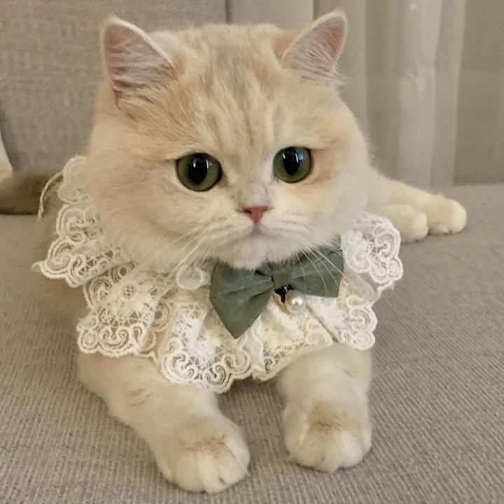 Gestricktes Katzenhalsband mit Fliege und Lätzchen – süßes Haustier-Accessoire Large