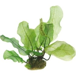 Dennerle Plants Aponogeton madagascariensis - Knollenpflanze - 1 Stk
