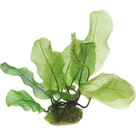 Dennerle Plants Aponogeton madagascariensis - Knollenpflanze - 1 Stk