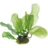 Dennerle Plants Aponogeton madagascariensis - Knollenpflanze - 1 Stk