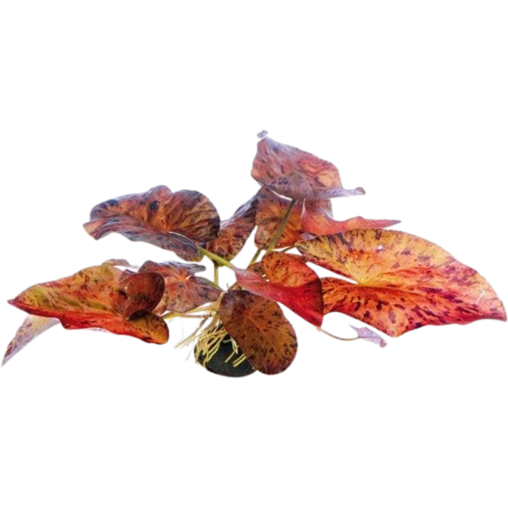 Dennerle Plants Nymphaea lotus 'Rot' - Knollenpflanze - 1 Stk