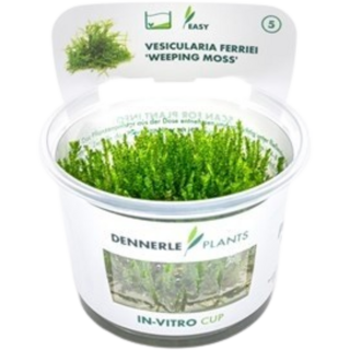 Dennerle Plants Vesicularia ferriei CUP - 1 Stk