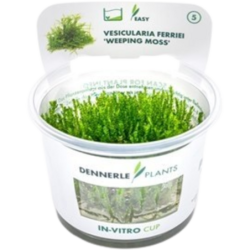 Dennerle Plants Vesicularia ferriei CUP - 1 Stk