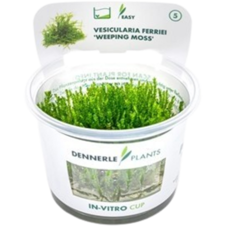 Dennerle Plants Vesicularia ferriei CUP - 1 Stk