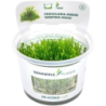Dennerle Plants Vesicularia ferriei CUP - 1 Stk