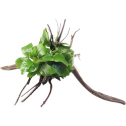 Dennerle Plants Anubias barteri var. nana auf Spiderwood - 1 Stk