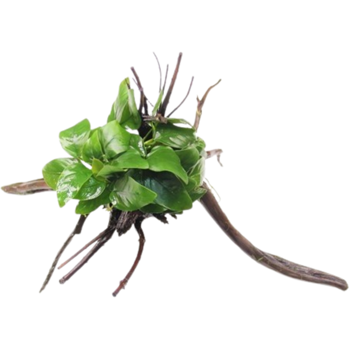 Dennerle Plants Anubias barteri var. nana auf Spiderwood - 1 Stk