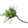 Dennerle Plants Anubias barteri var. nana auf Spiderwood - 1 Stk