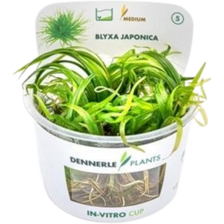 Dennerle Plants Blyxa japonica CUP - 1 Stk