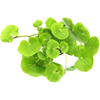 Dennerle Plants Hydrocotyle leucocephala XXL - 1 Stk