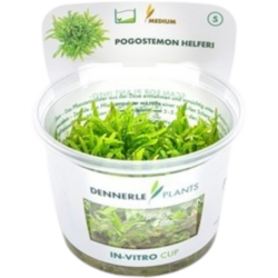 Dennerle Plants Pogostemon helferi CUP - 1 Stk