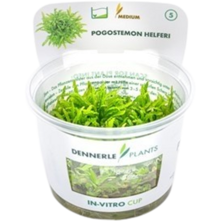 Dennerle Plants Pogostemon helferi CUP - 1 Stk