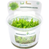 Dennerle Plants Pogostemon helferi CUP - 1 Stk