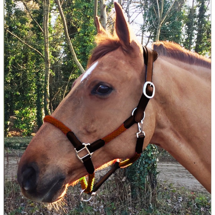 Lederhalfter und Seil für Pferde Cavaletti Tara