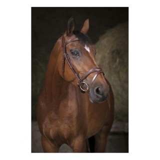 Zaumzeug Reiten Norton Pro Vague