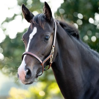 Lederhalfter für Fohlen Kavalkade Yearling