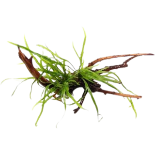 Dennerle Plants Microsorum pteropus Trident auf Spiderwood - 1 Stk