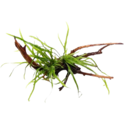 Dennerle Plants Microsorum pteropus Trident auf Spiderwood - 1 Stk