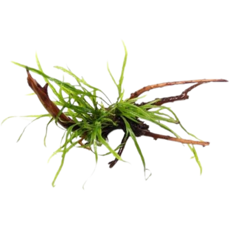 Dennerle Plants Microsorum pteropus Trident auf Spiderwood - 1 Stk