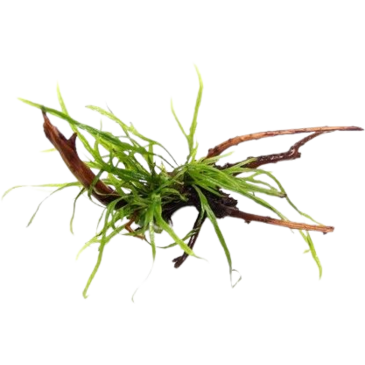 Dennerle Plants Microsorum pteropus Trident auf Spiderwood - 1 Stk