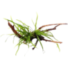Dennerle Plants Microsorum pteropus Trident auf Spiderwood - 1 Stk