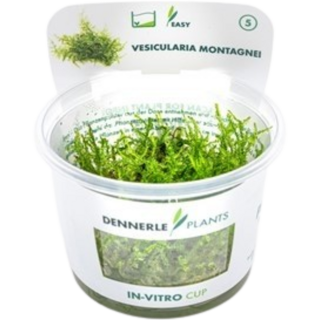 Dennerle Plants Vesicularia montagnei CUP - 1 Stk