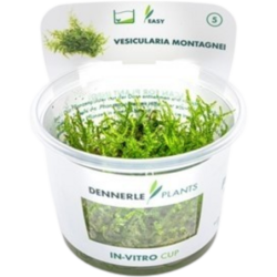 Dennerle Plants Vesicularia montagnei CUP - 1 Stk