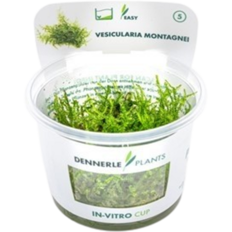 Dennerle Plants Vesicularia montagnei CUP - 1 Stk