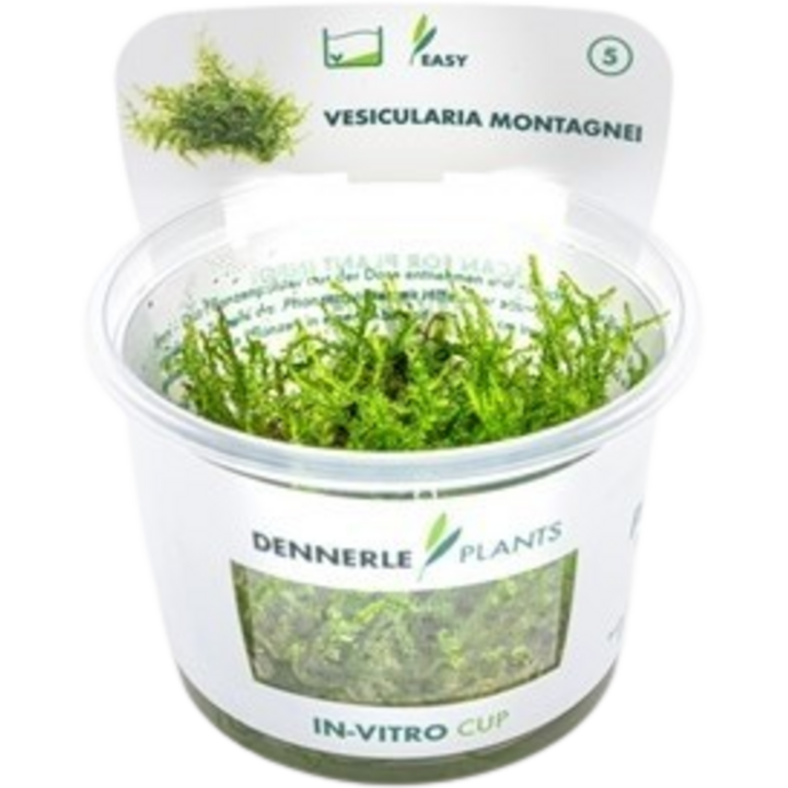 Dennerle Plants Vesicularia montagnei CUP - 1 Stk