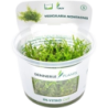 Dennerle Plants Vesicularia montagnei CUP - 1 Stk